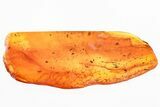 Detailed Fossil Female Parasitoid Wasp (Idris) in Baltic Amber #325366-1